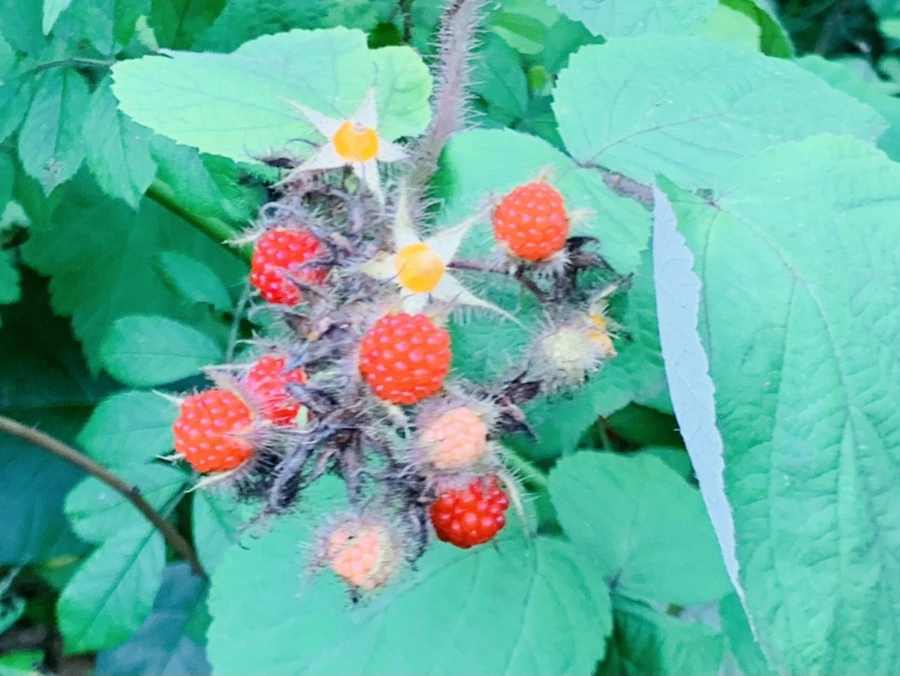 IMG_7617.jpg?type=w966