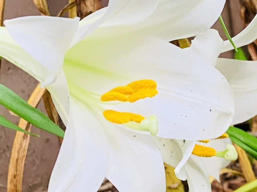 IMG_1025.jpg?type=w966