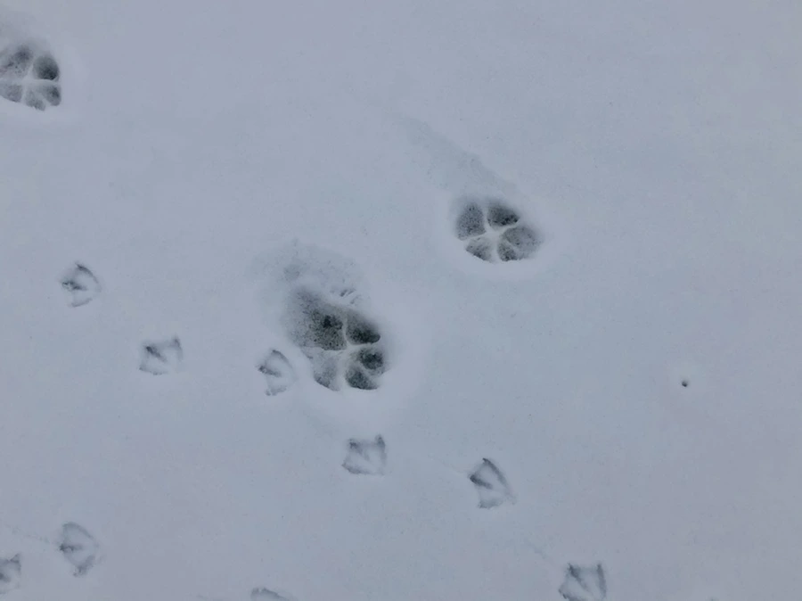 IMG_2582.jpg?type=w966