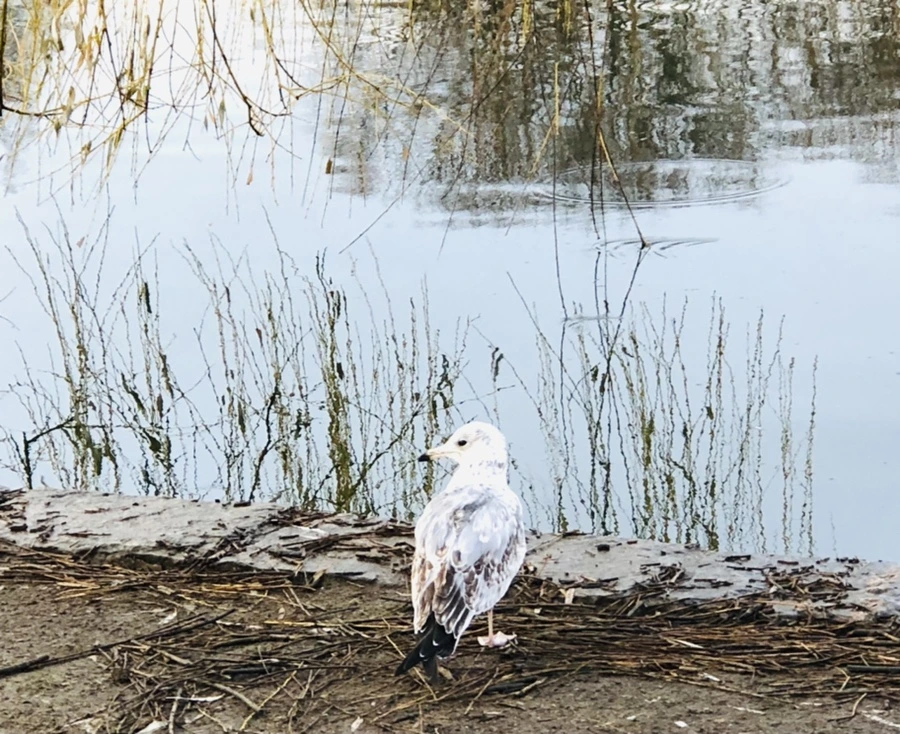 IMG_9160.jpg?type=w966