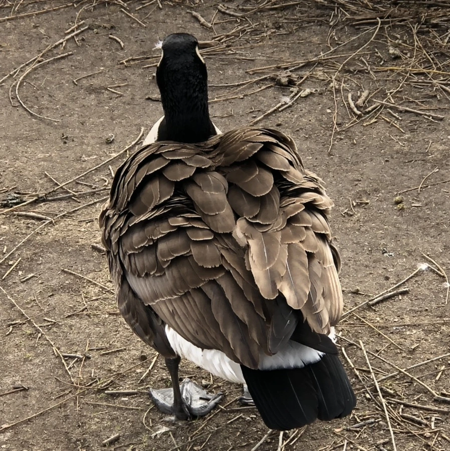 IMG_5065.jpg?type=w966