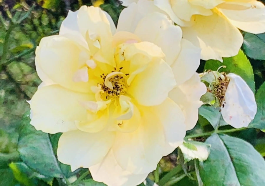 IMG_1225.jpg?type=w966