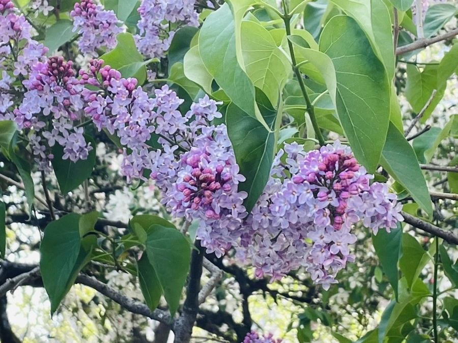 IMG_2368.jpg?type=w966