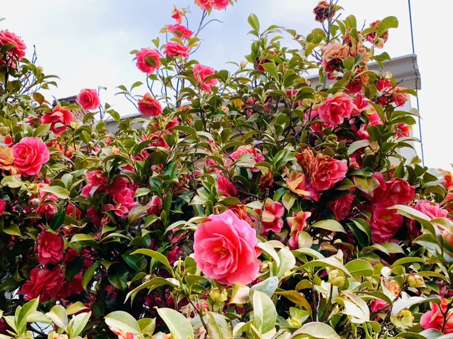 IMG_7800.jpg?type=w966