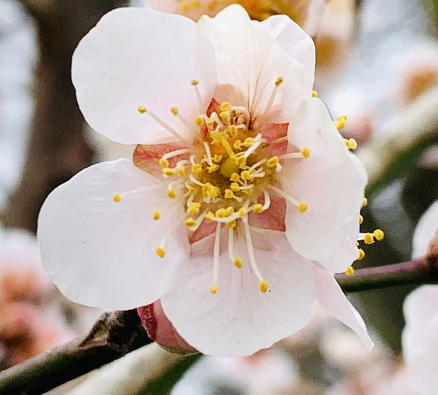 IMG_1702.jpg?type=w966