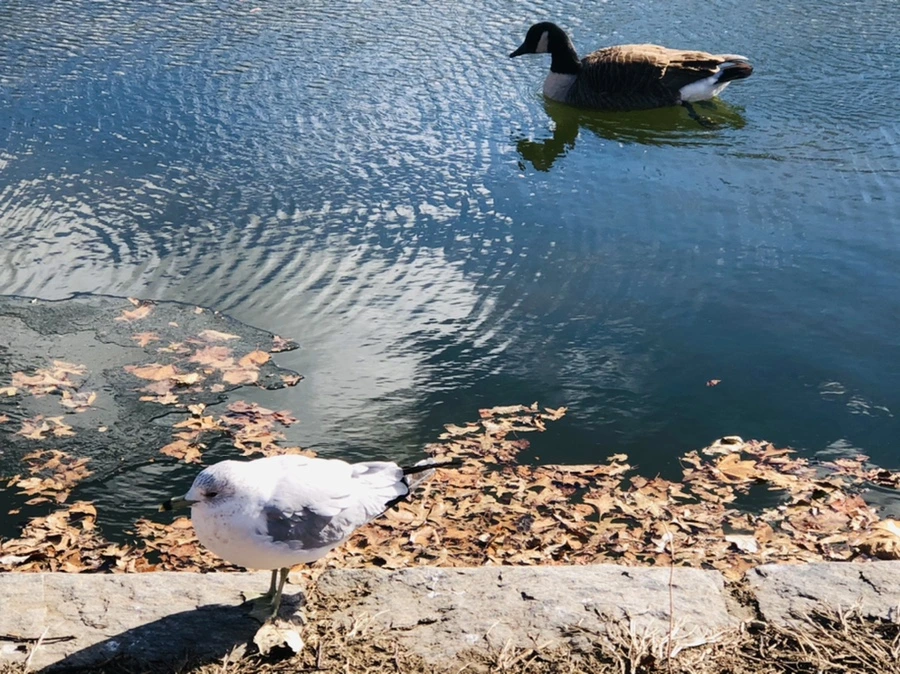 IMG_7605.jpg?type=w966