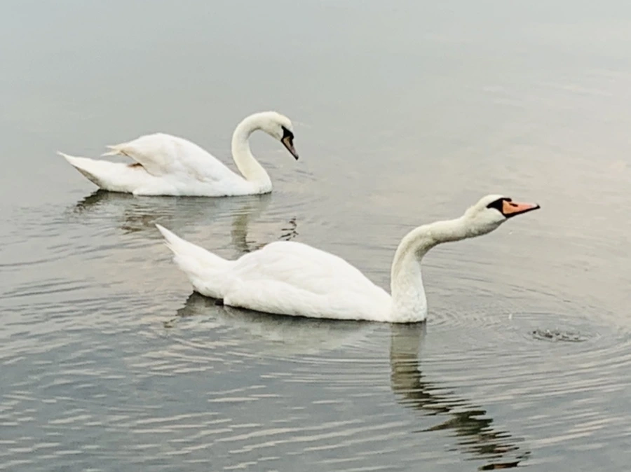 IMG_0317.jpg?type=w966