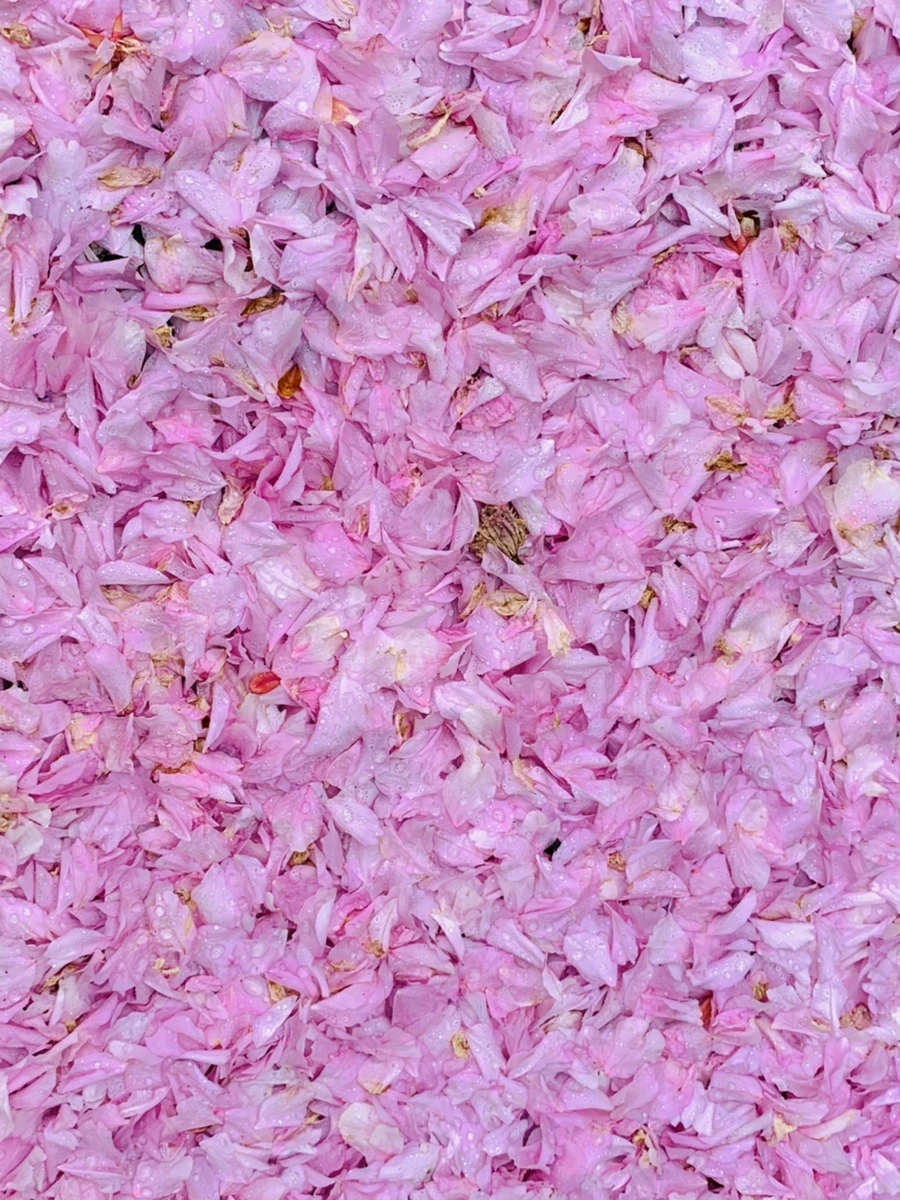 IMG_7265.jpg?type=w966