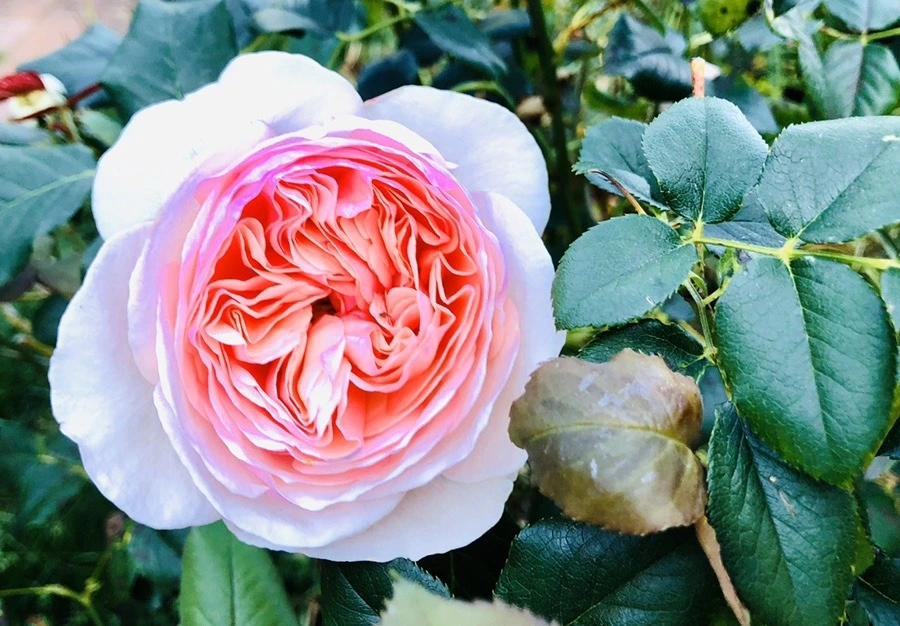 2TECE-cJRJnXWtPlDMWj9ik6itE