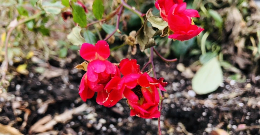 IMG_1040.jpg?type=w966