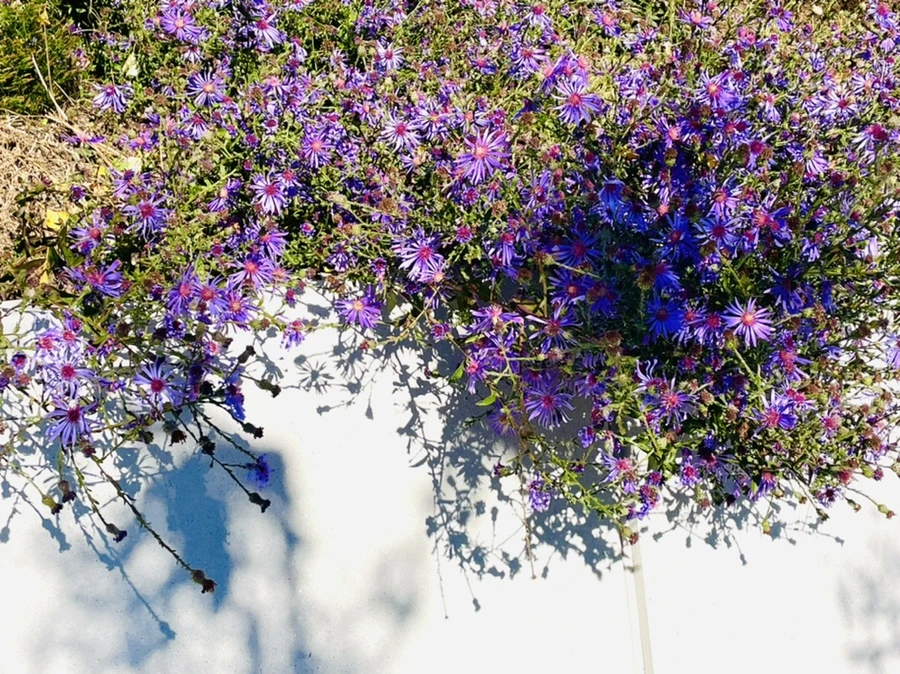 IMG_2016.jpg?type=w966