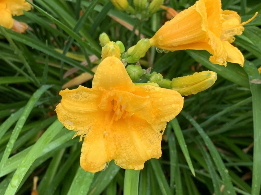 IMG_6210.jpg?type=w966