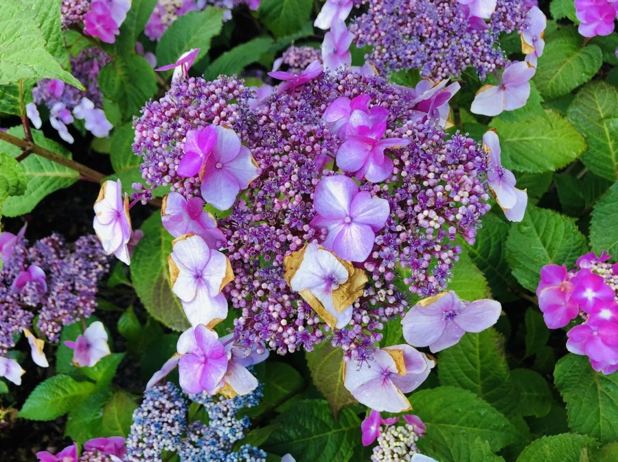 IMG_0531.jpg?type=w966