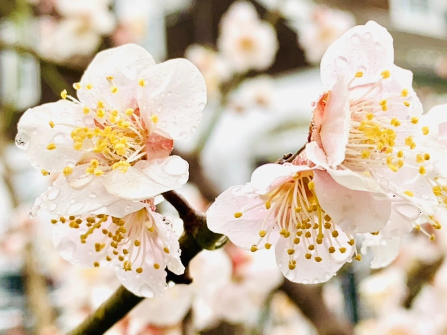 IMG_1777.jpg?type=w966