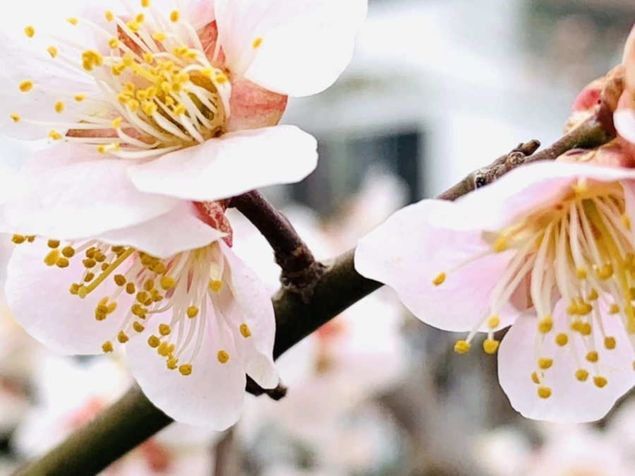 IMG_1706.jpg?type=w966