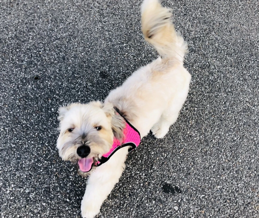 IMG_4663.jpg?type=w966