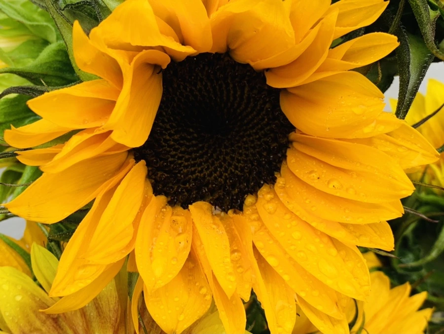 IMG_0274.jpg?type=w966