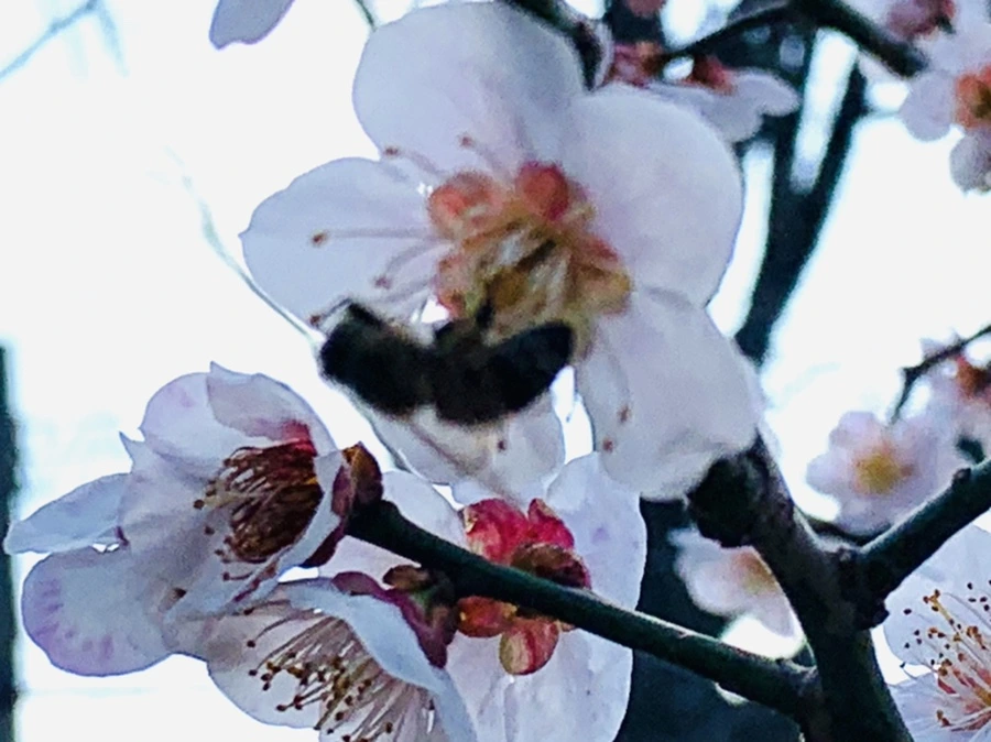 IMG_4181.jpg?type=w966