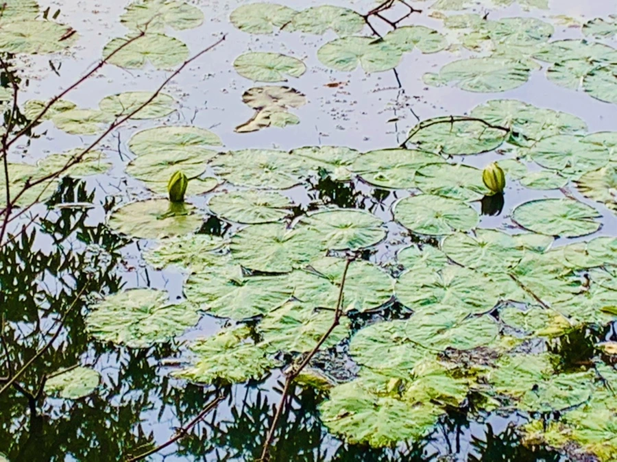 IMG_7870.jpg?type=w966