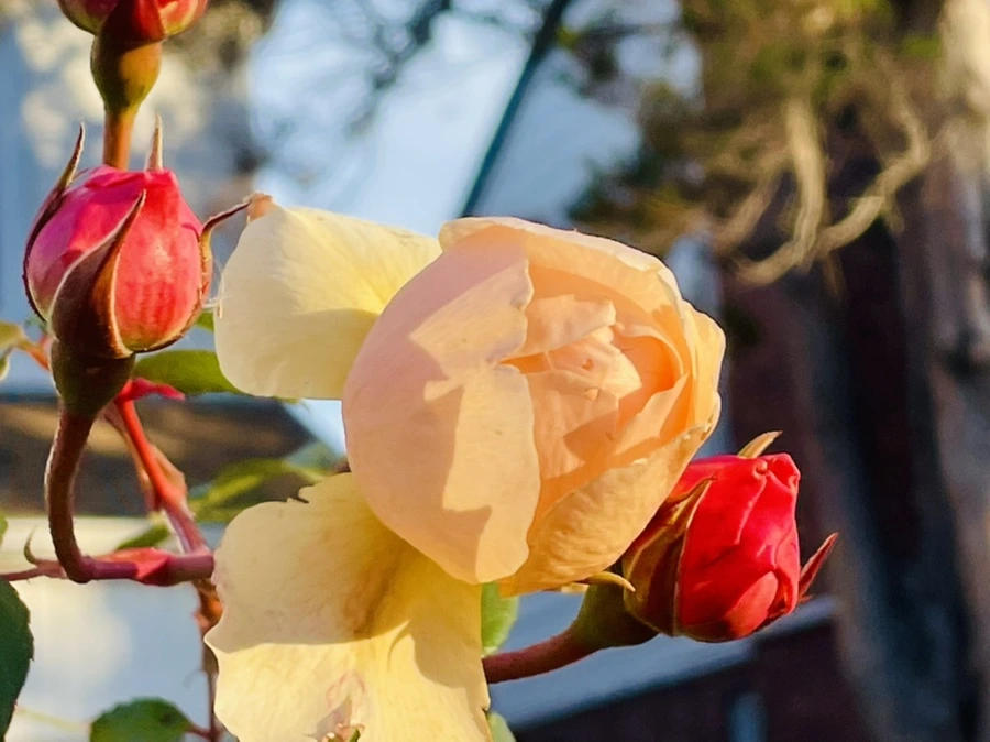 IMG_5988.jpg?type=w966