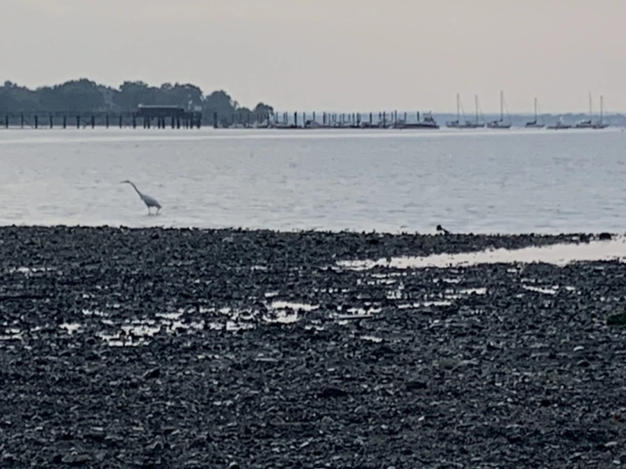 IMG_8201.jpg?type=w966