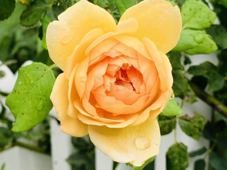 IMG_9766.jpg?type=w966