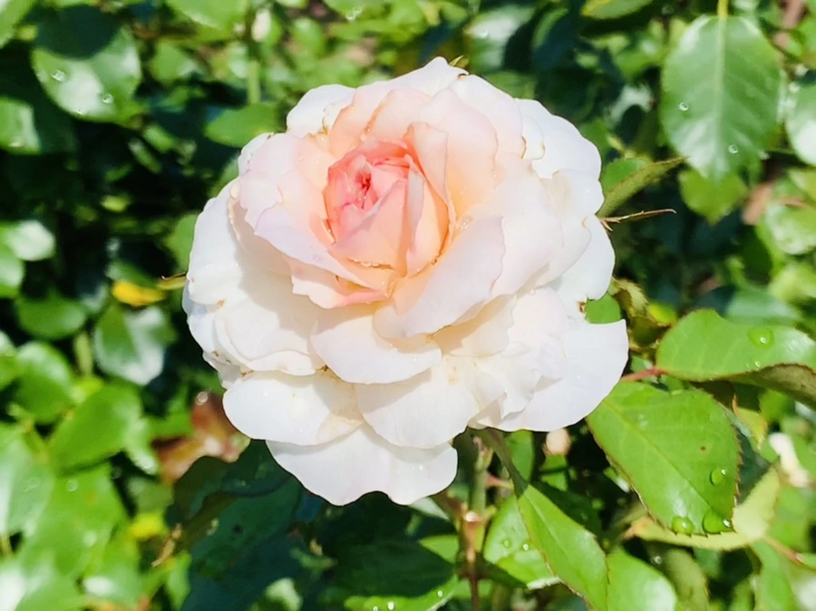 IMG_8419.jpg?type=w966