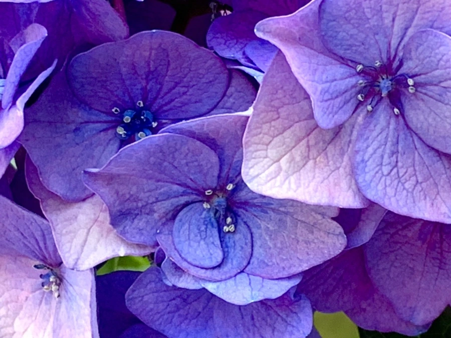 IMG_8761.jpg?type=w966