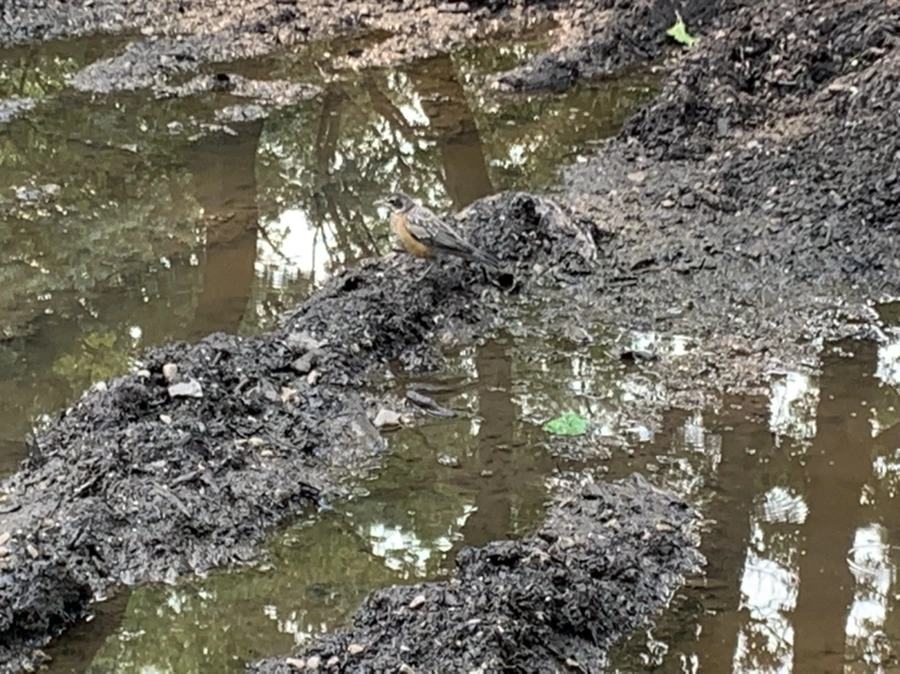 IMG_8309.jpg?type=w966