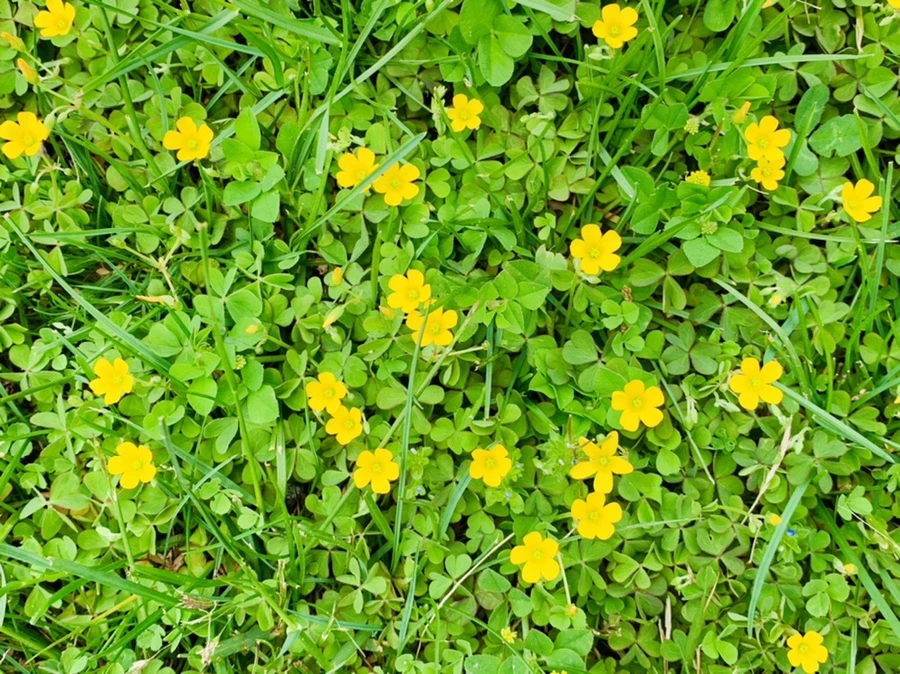 IMG_0653.jpg?type=w966