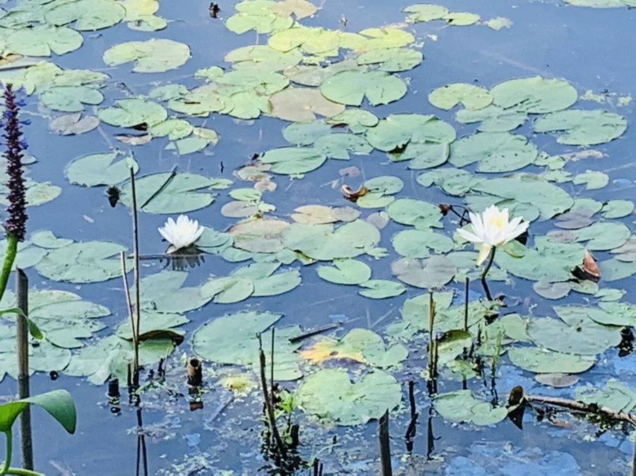 IMG_1251.jpg?type=w966