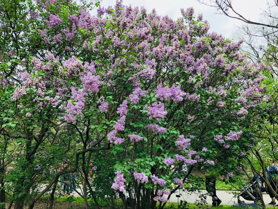 IMG_5482.jpg?type=w966