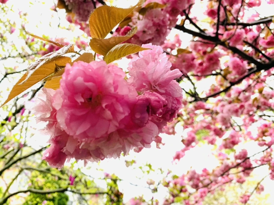 IMG_5224.jpg?type=w966