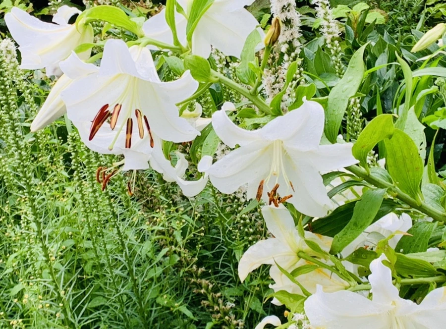 IMG_0912.jpg?type=w966