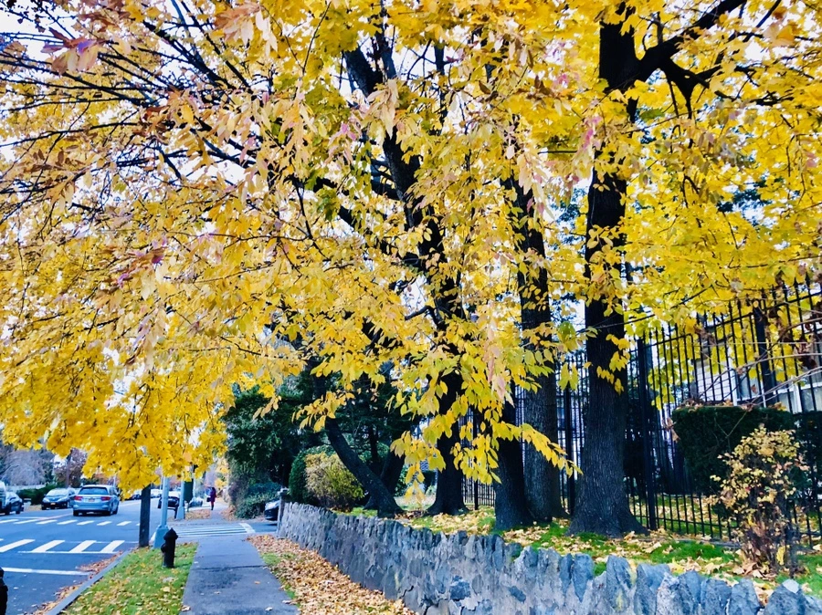 IMG_2199.jpg?type=w966