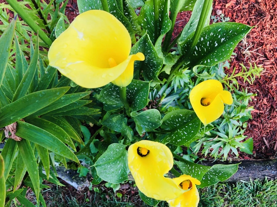 IMG_1514.jpg?type=w966