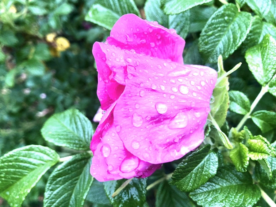 IMG_8107.jpg?type=w966