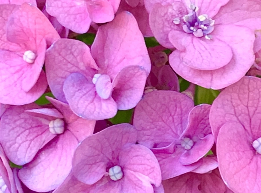 IMG_8765.jpg?type=w966