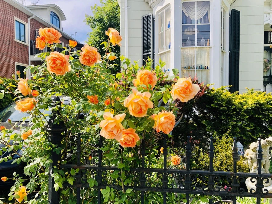 IMG_7482.jpg?type=w966