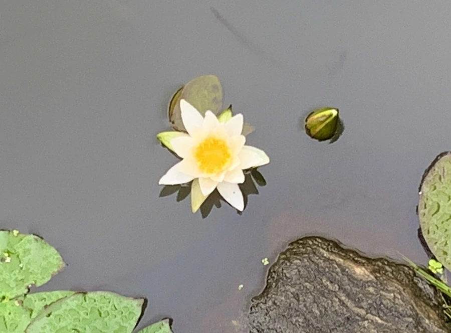 IMG_4856.jpg?type=w966