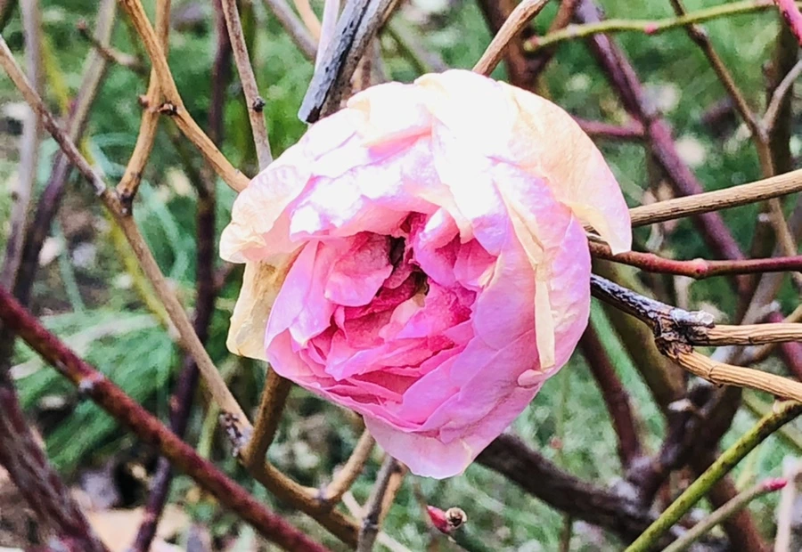 IMG_9073.jpg?type=w966