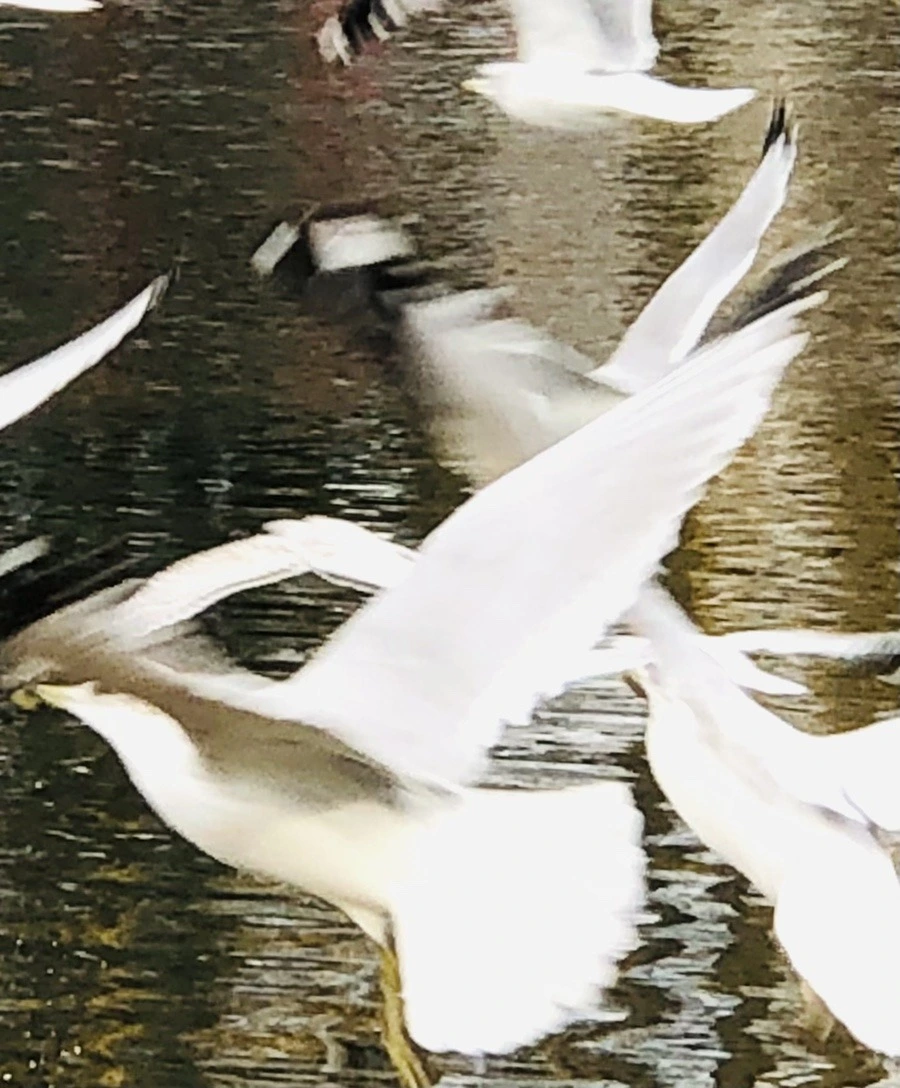 6Rzvvs0iDCK76K_AHStBgpeCVnY