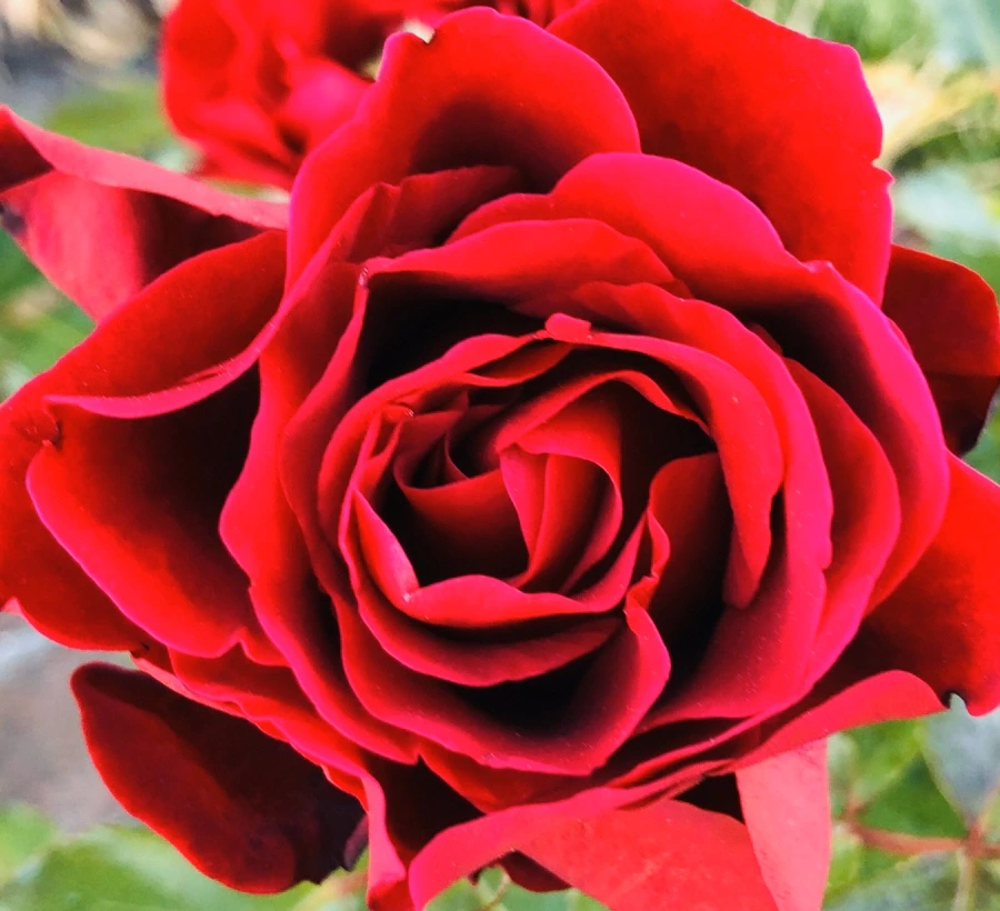 IMG_7694.jpg?type=w966