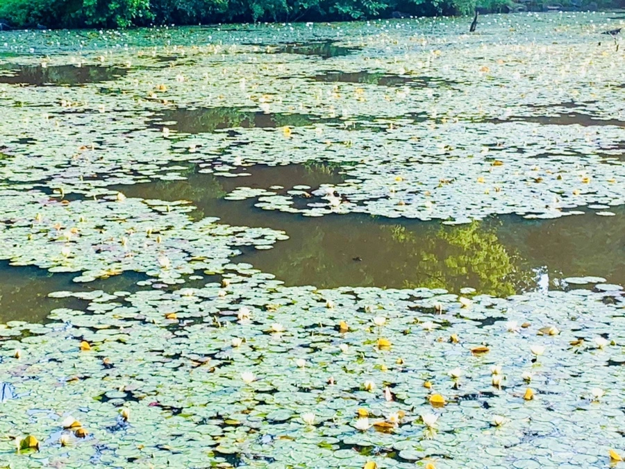 IMG_4306.jpg?type=w966