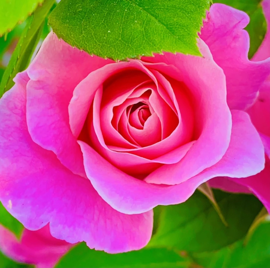 IMG_4629.jpg?type=w966