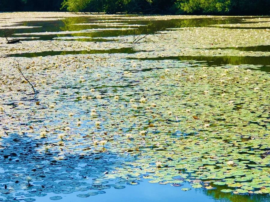 IMG_3937.jpg?type=w966