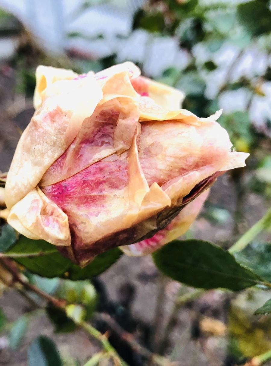 IMG_8082.jpg?type=w966