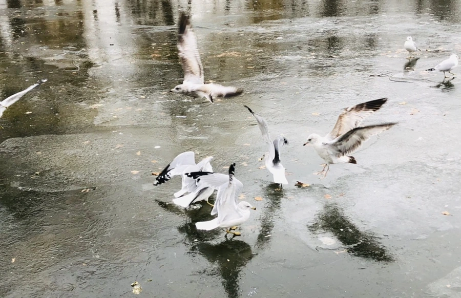 IMG_8258.jpg?type=w966