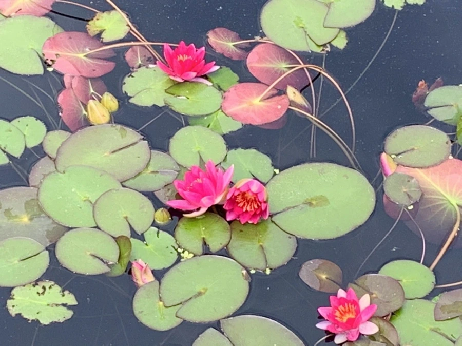 IMG_8392.jpg?type=w966