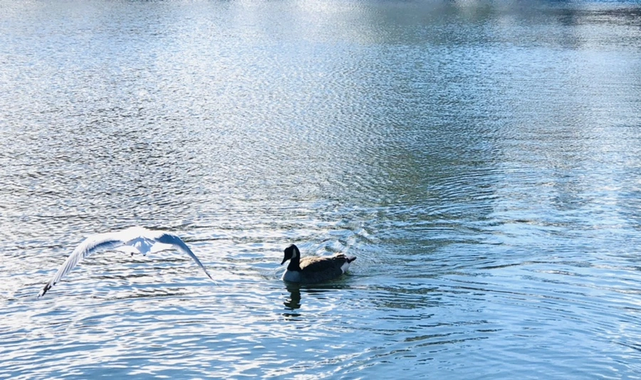 IMG_1220.jpg?type=w966